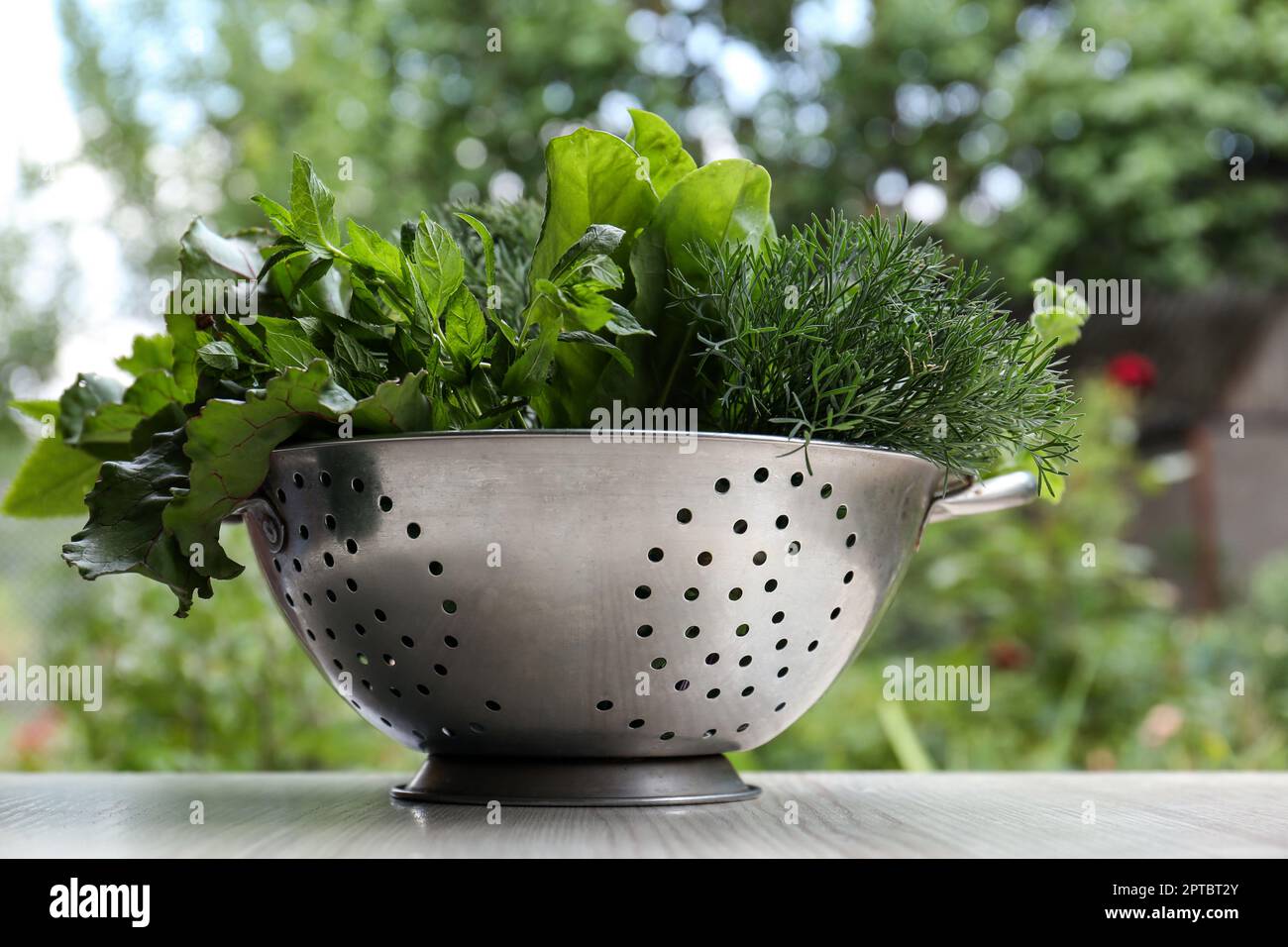 Diferentes hierbas en colador en mesa de madera blanca al aire libre  Fotografía de stock - Alamy