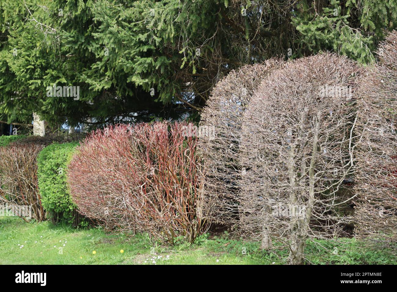 Muchos arbustos todavía están bastante desnudos en primavera Foto de stock
