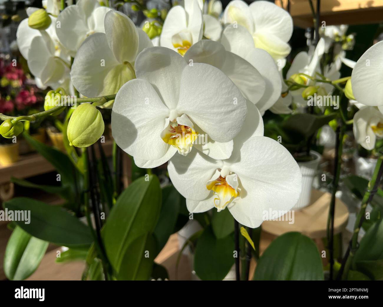 Schmetterlingsorchideen, Phalaenopsis, sind besonders schoene Blumen fuer Innenraeume die besonders lange bluehen und die es in vielen Farben gibt. Un Foto de stock