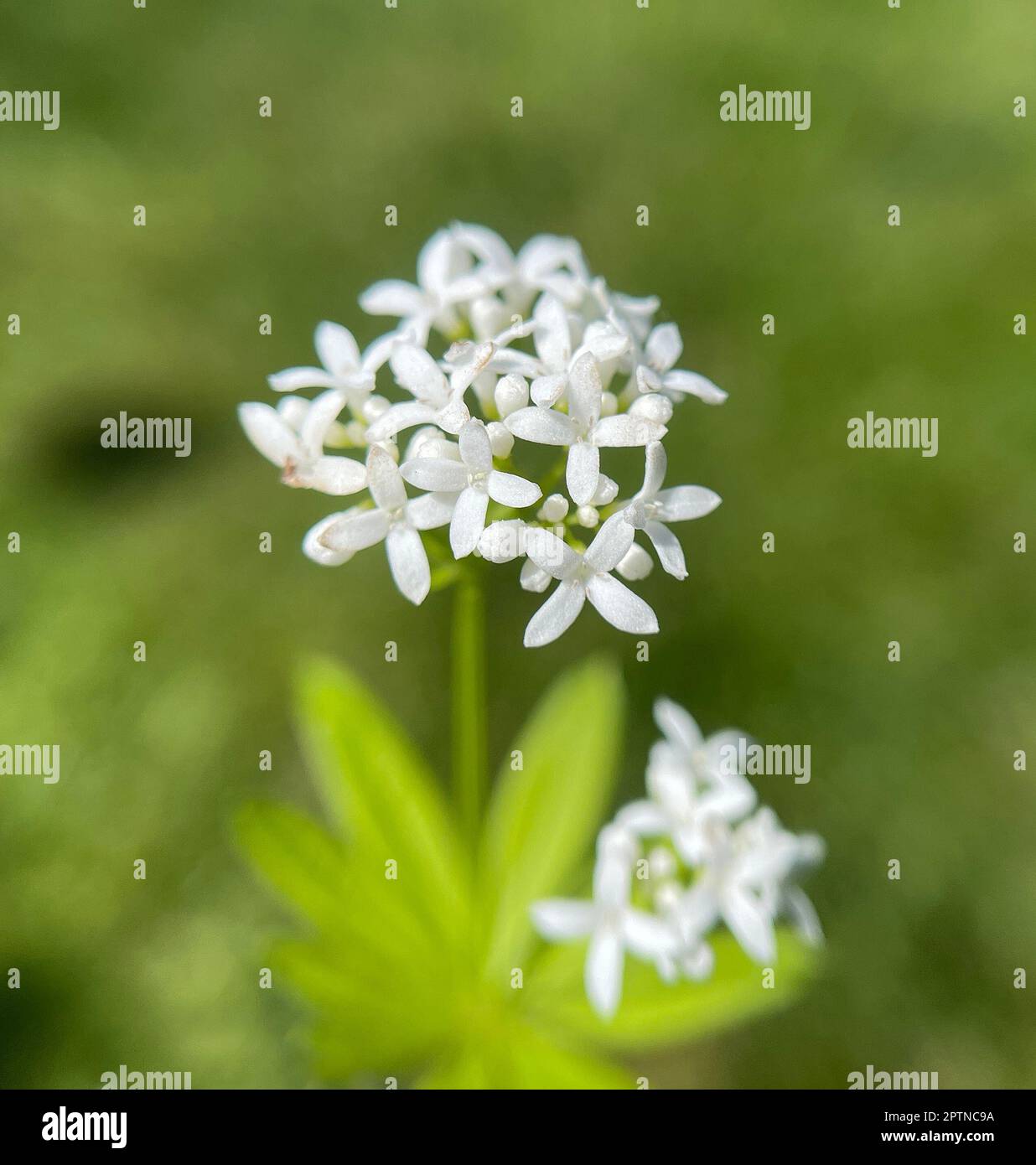 Waldmeister, Galium odoratum ist eine Gewuerz- und Heilpflanze die im ...