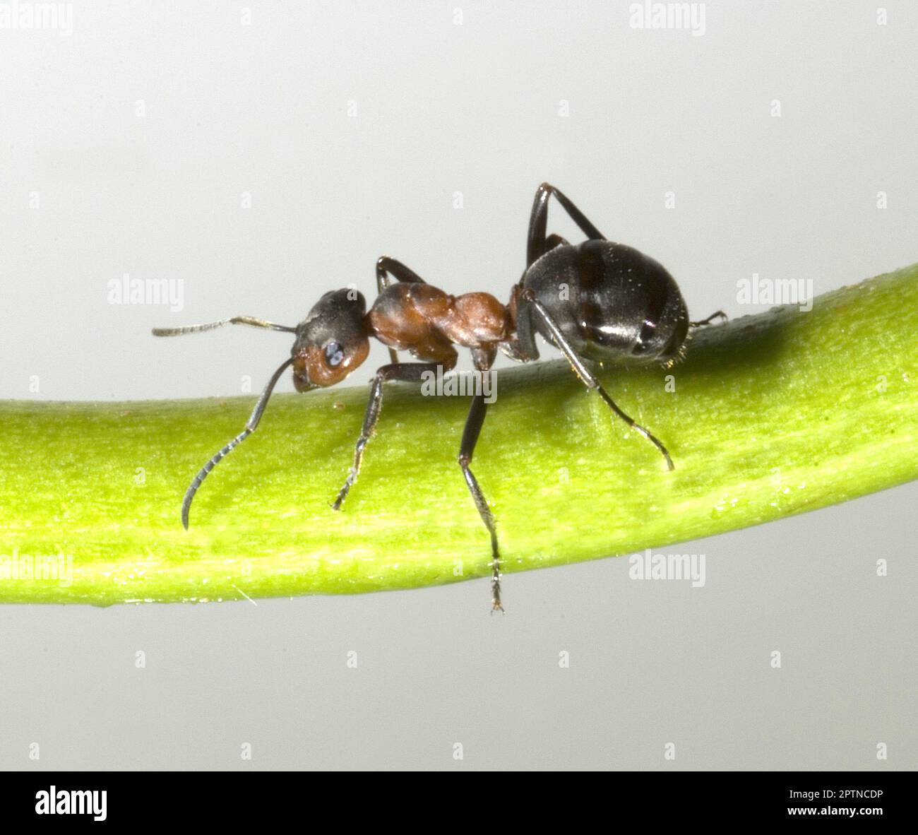 Fila de hormigas fotografías e imágenes de alta resolución - Página 5 -  Alamy