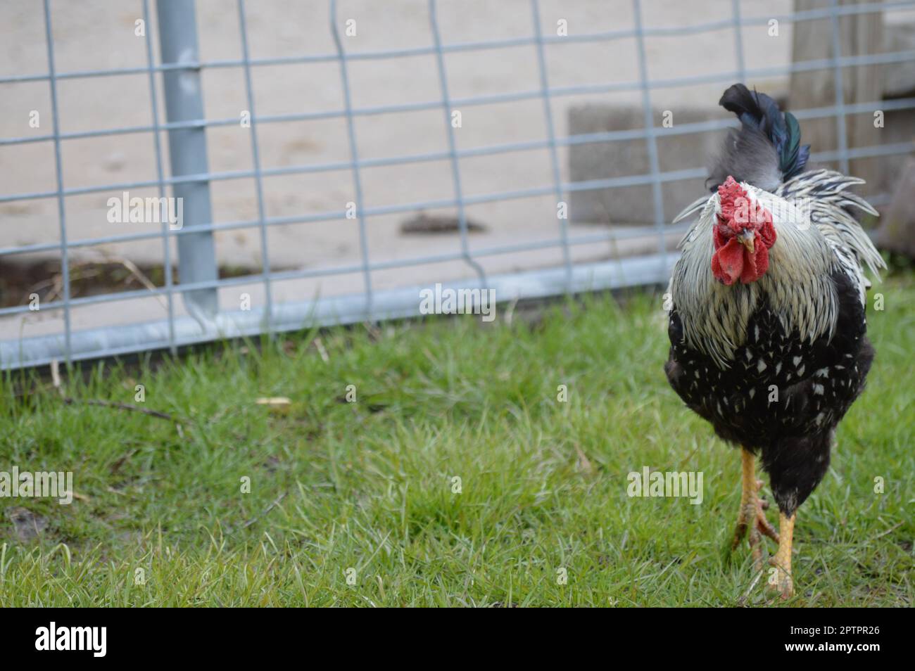 Pollo en la granja Foto de stock