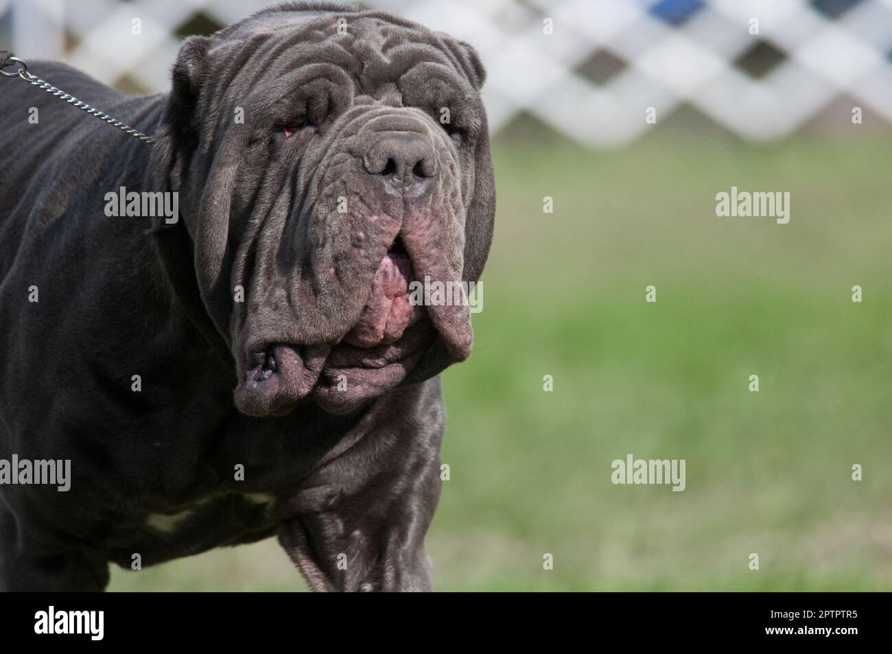 Mastino napoletano fotografías e imágenes de alta resolución - Alamy