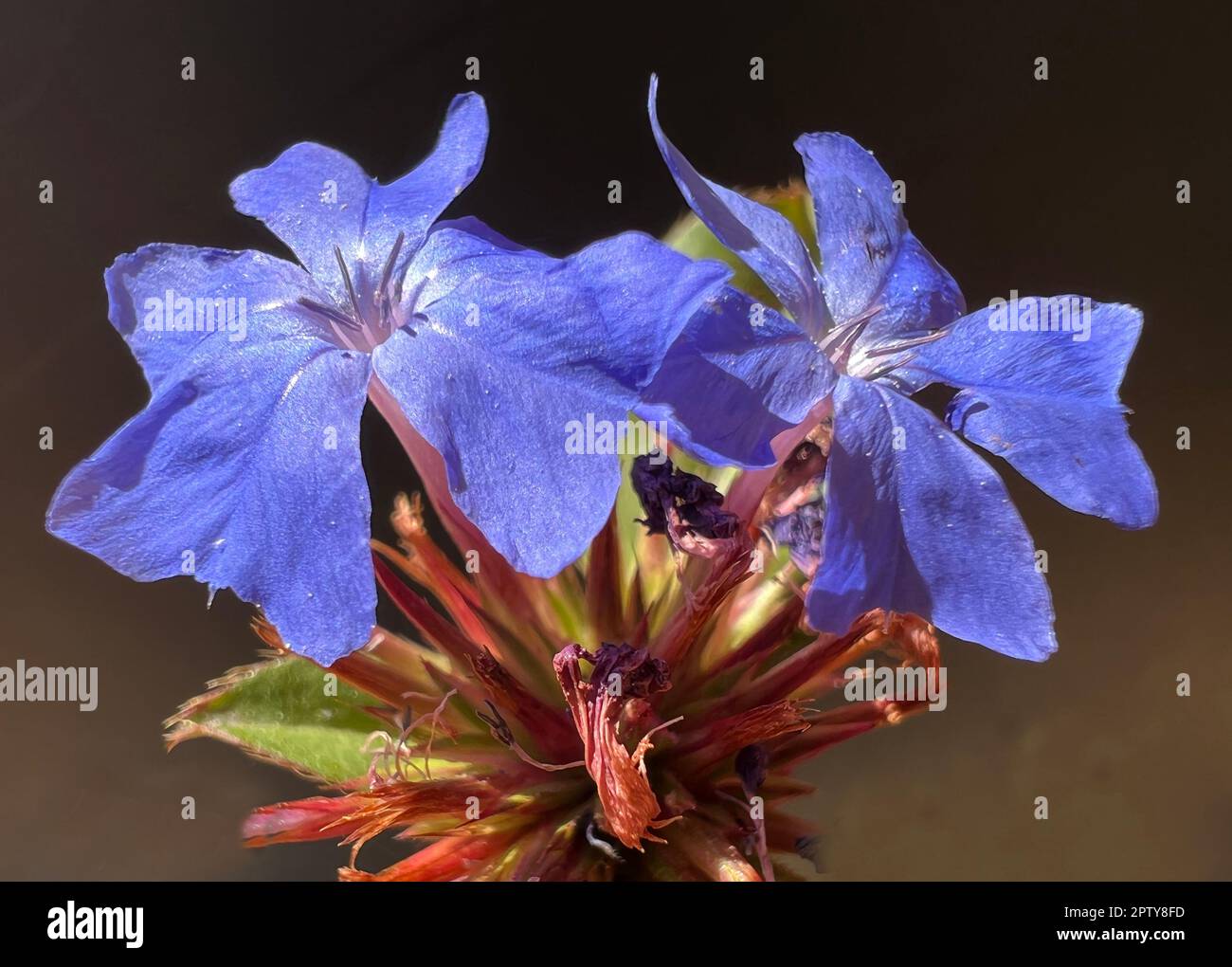 Bleiwurz, Cerastostigma, Wiimottiana ist eine wichtige Heilpflanze und eine Blume mit blauen Blueten. Cerastostigma Wiimottiana Leadwort,, es un importan Foto de stock