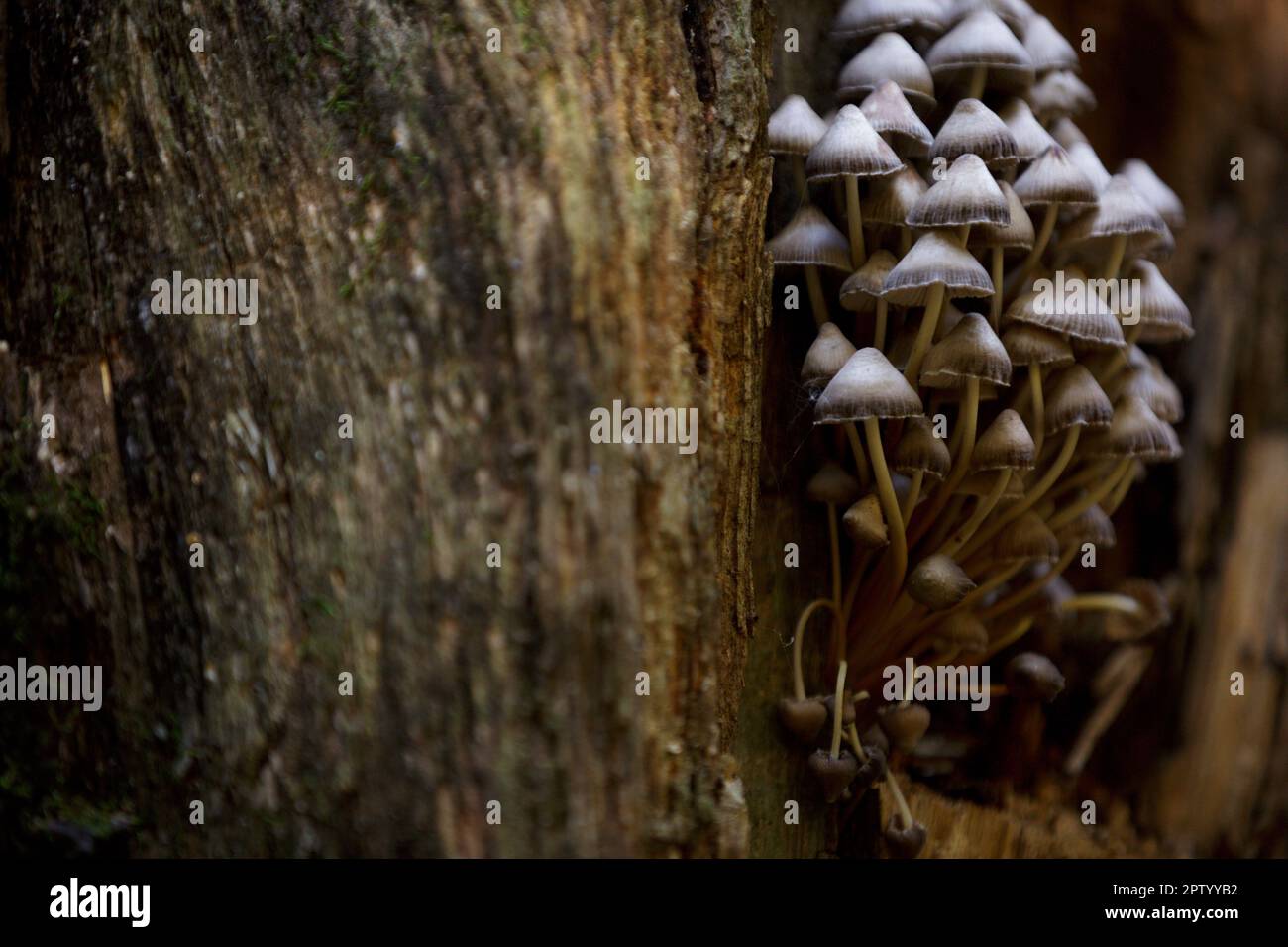 Taburete de sapo, hongo venenoso. Setas forestales en un tronco de árbol con musgo. Un grupo de hongos venenosos en tocón podrido. Psilocybe semilanceata mush Foto de stock