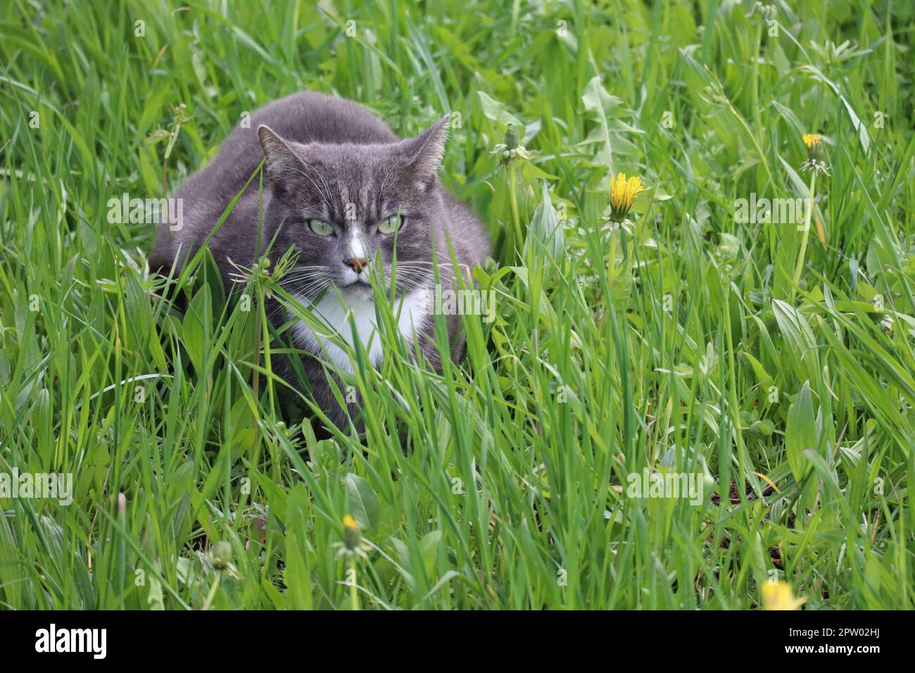 Gato con ojos verdes en la hierba verde Foto de stock