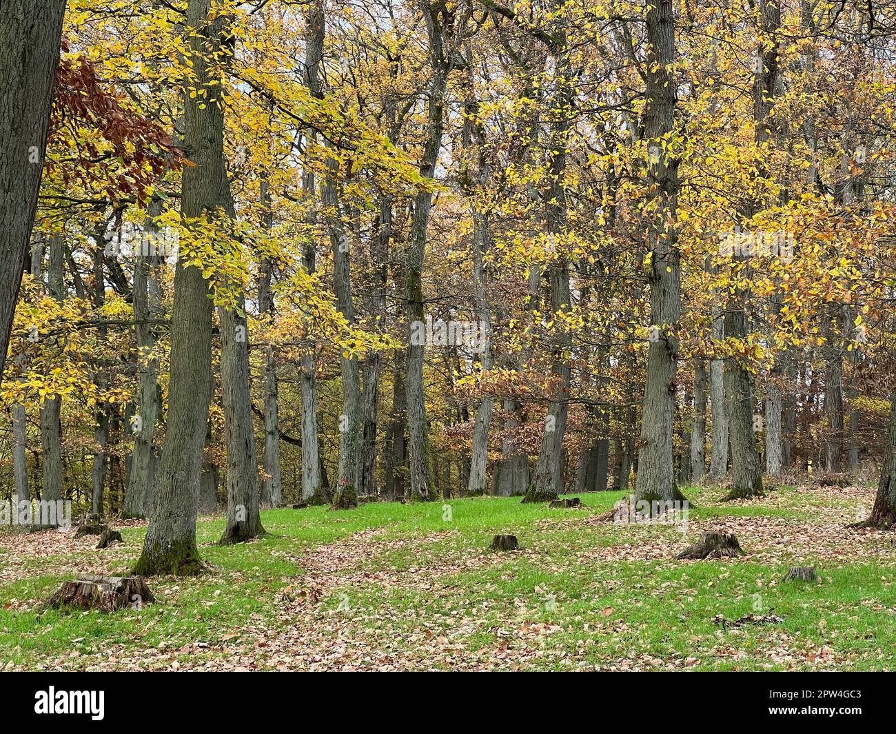 Herbstwald, Herbstimpression im Wald mit bunten Blaettern. Otoño bosque, otoño impresión en el bosque con hojas coloridas. Foto de stock