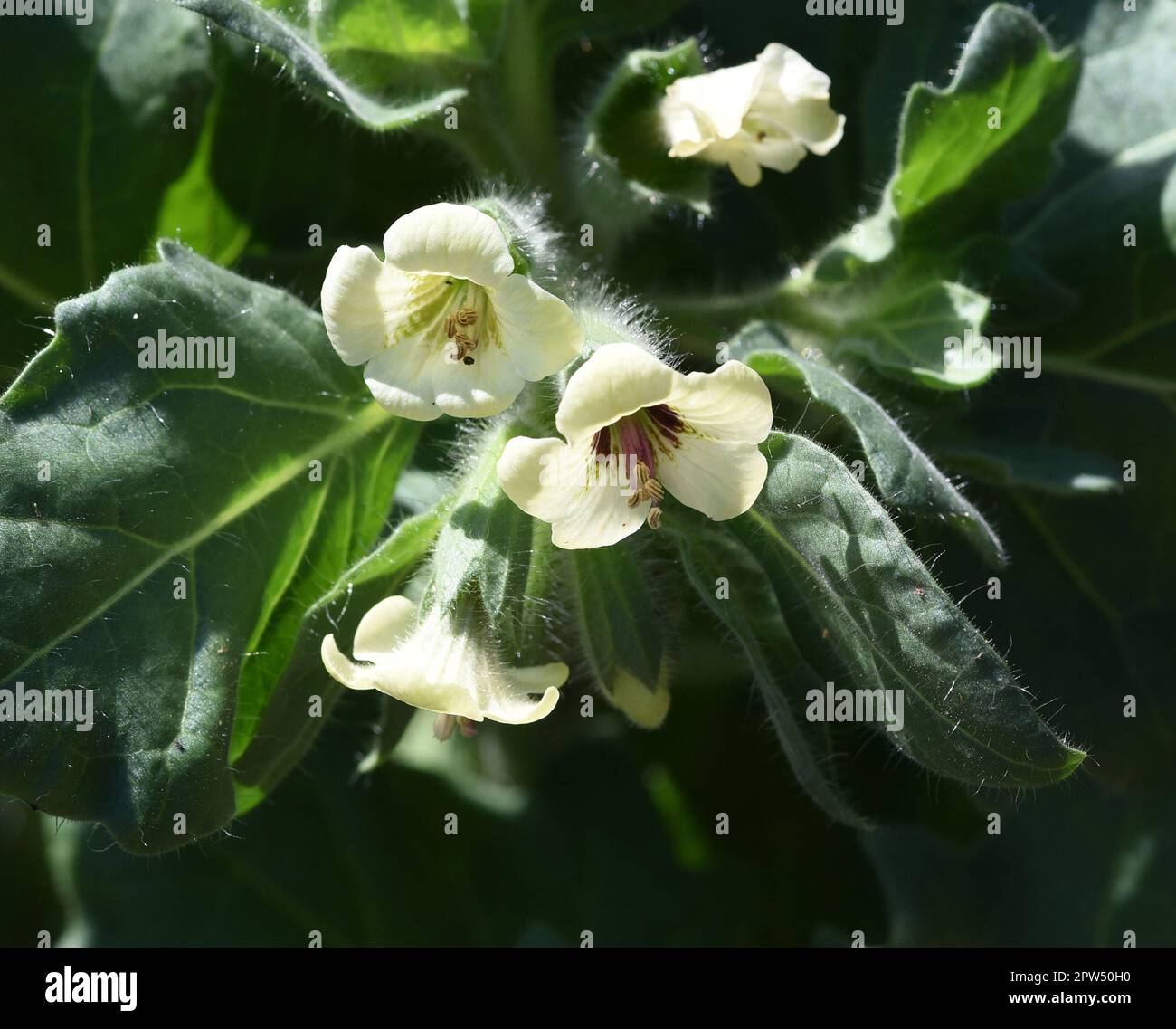Weisses Bilsenkraut, Hyoscyamus alba ist eine wichtige, aber giftige, Heilpflanze. La henbane blanca, Hyoscyamus alba, es una medicina importante pero tóxica Foto de stock