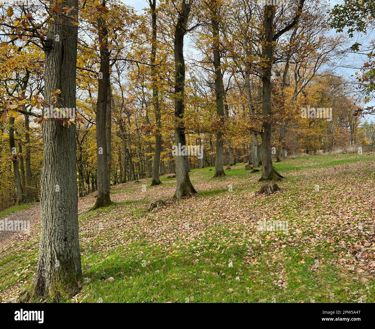 Herbstwald, Herbstimpression im Wald mit bunten Blaettern. Otoño bosque, otoño impresión en el bosque con hojas coloridas. Foto de stock