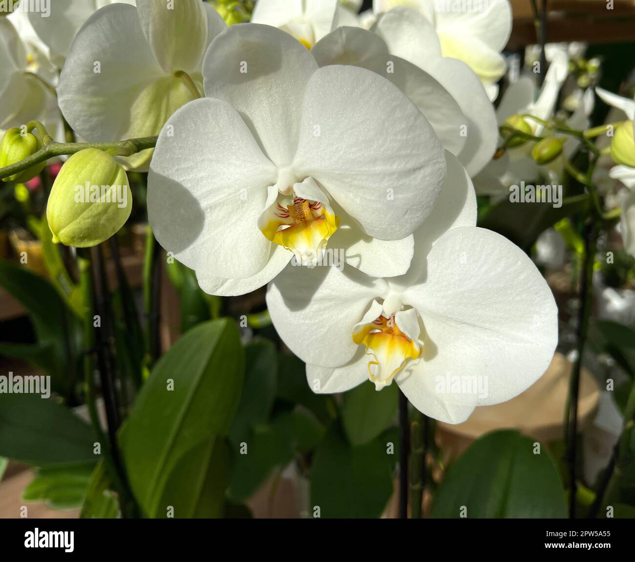 Schmetterlingsorchideen, Phalaenopsis, sind besonders schoene Blumen fuer Innenraeume die besonders lange bluehen und die es in vielen Farben gibt. Un Foto de stock