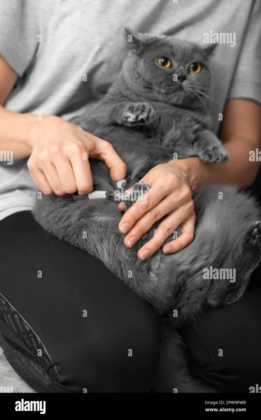 Recorte de uñas de gato. El veterinario recorta las uñas de un gato de raza británica. Cuidado de mascotas. La niña corta las garras de un gato gris de cerca. Foto de stock