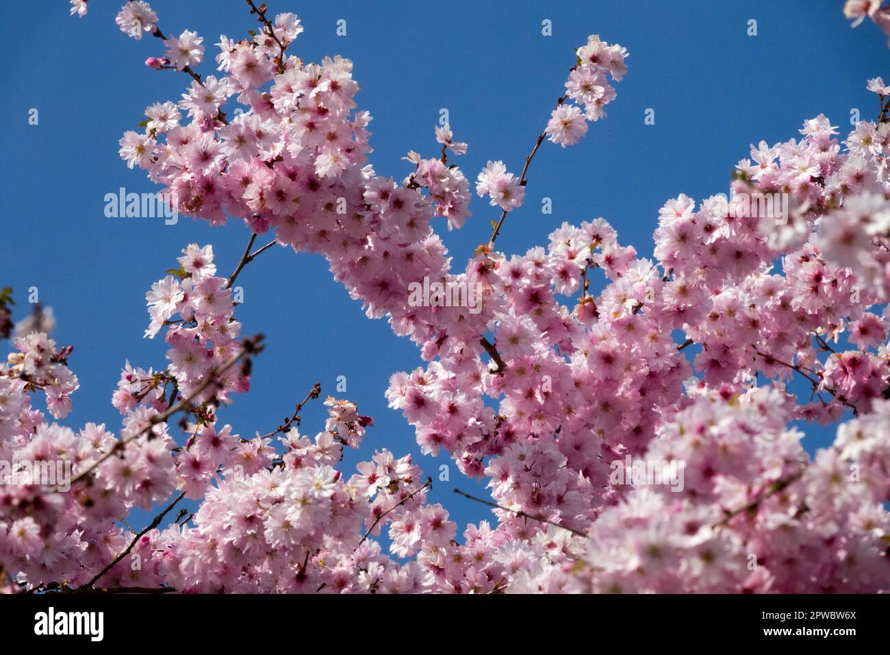 Rosa, Flor, Rama, Prunus 'Pink Ballerina', Blooming, Cherry, primavera Foto de stock