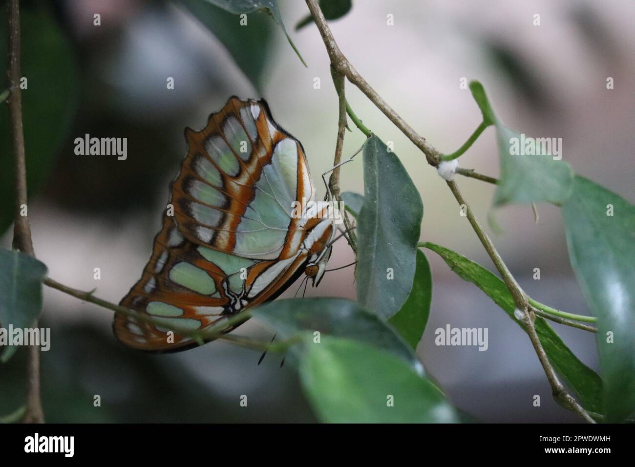 La mariposa malaquita cuelga boca abajo en follaje Foto de stock