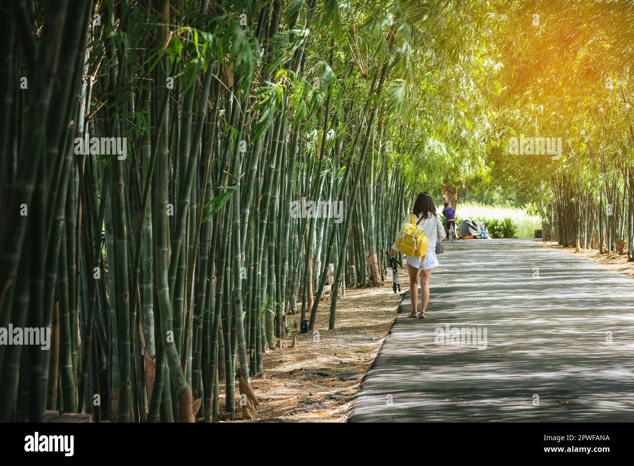Motel Arqueológico Guión Vista posterior de la mujer joven con mochila de fotos y la celebración de  paseos trípode solo para encontrar la ubicación de photoshoot en el jardín  de bambú. Happ de la diversión
