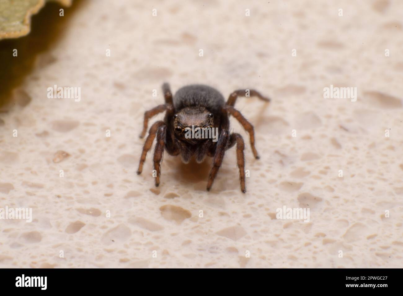 Brown Jumping spider Macro fotografía. Ojos de araña, arañas pequeñas. Insectos depredadores naturales. Foto de stock