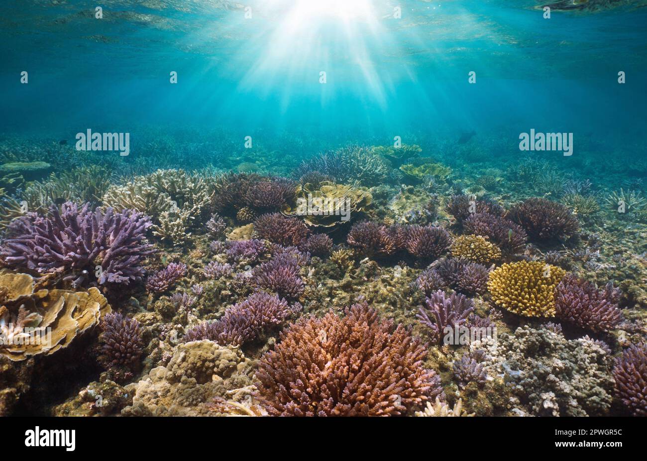 Luz del sol bajo el agua en un arrecife de coral en el océano Pacífico, Nueva Caledonia, Oceanía Foto de stock