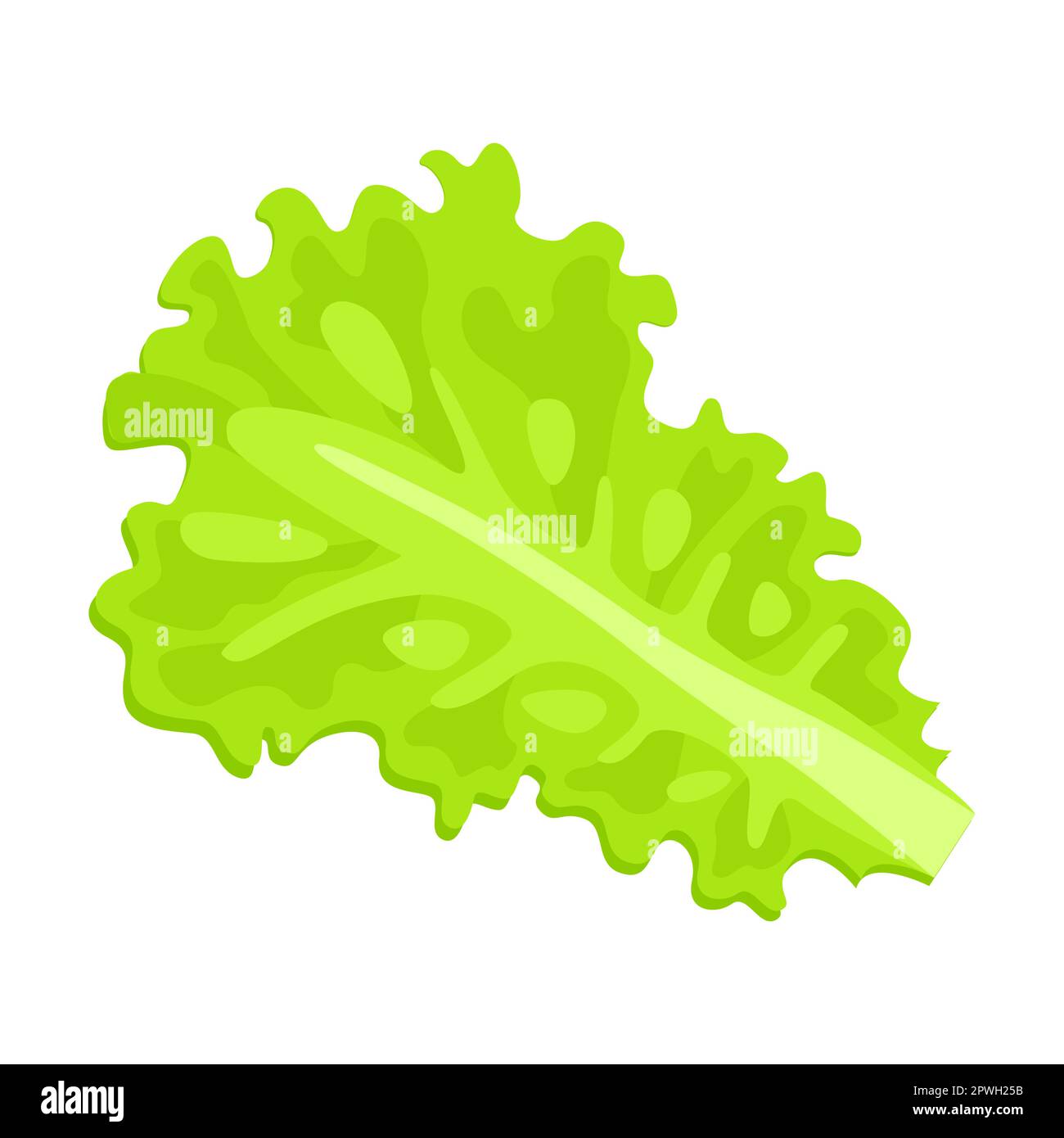 Hoja de lechuga verde, ilustración vectorial de dibujos animados de ...