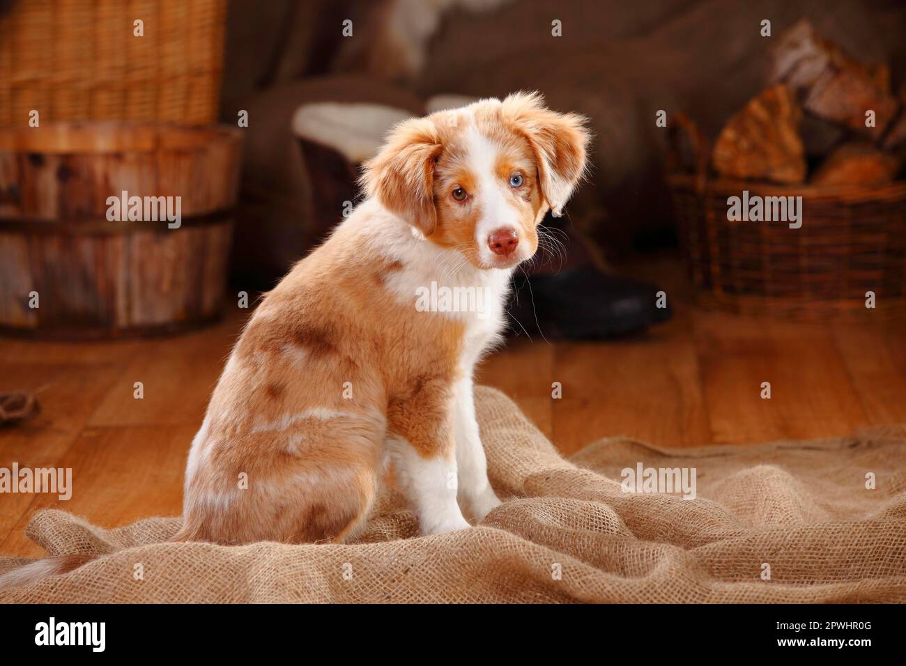 Pastor australiano miniatura, cachorro, red-merle, 13 semanas, ojos de diferentes colores, ojos extraños Foto de stock