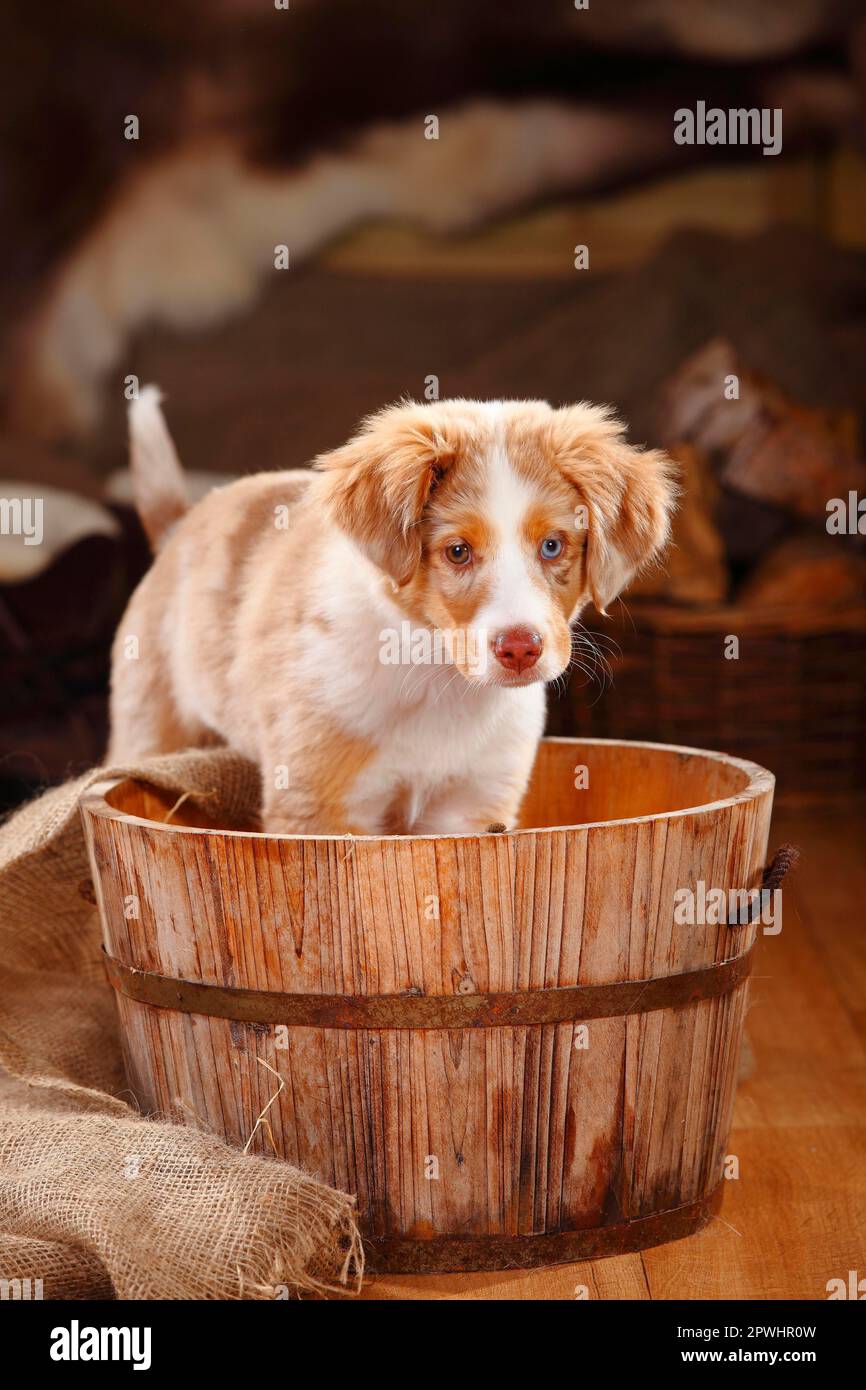 Pastor australiano miniatura, cachorro, red-merle, 13 semanas, ojos de diferentes colores, ojos extraños Foto de stock