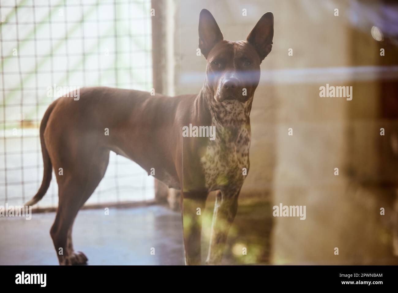 Refugio de animales, adopción y santuario con un perro de pie en un