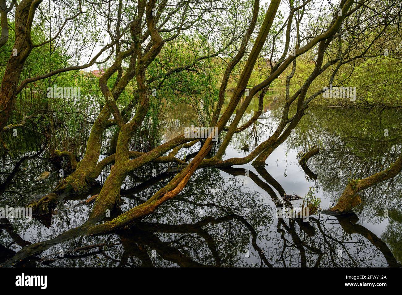 Árboles por Rush Pond en Chislehurst Common, Kent, Reino Unido. Los árboles llegan a través del estanque y se reflejan en el agua. Chislehurst está en el distrito de Bromley Foto de stock
