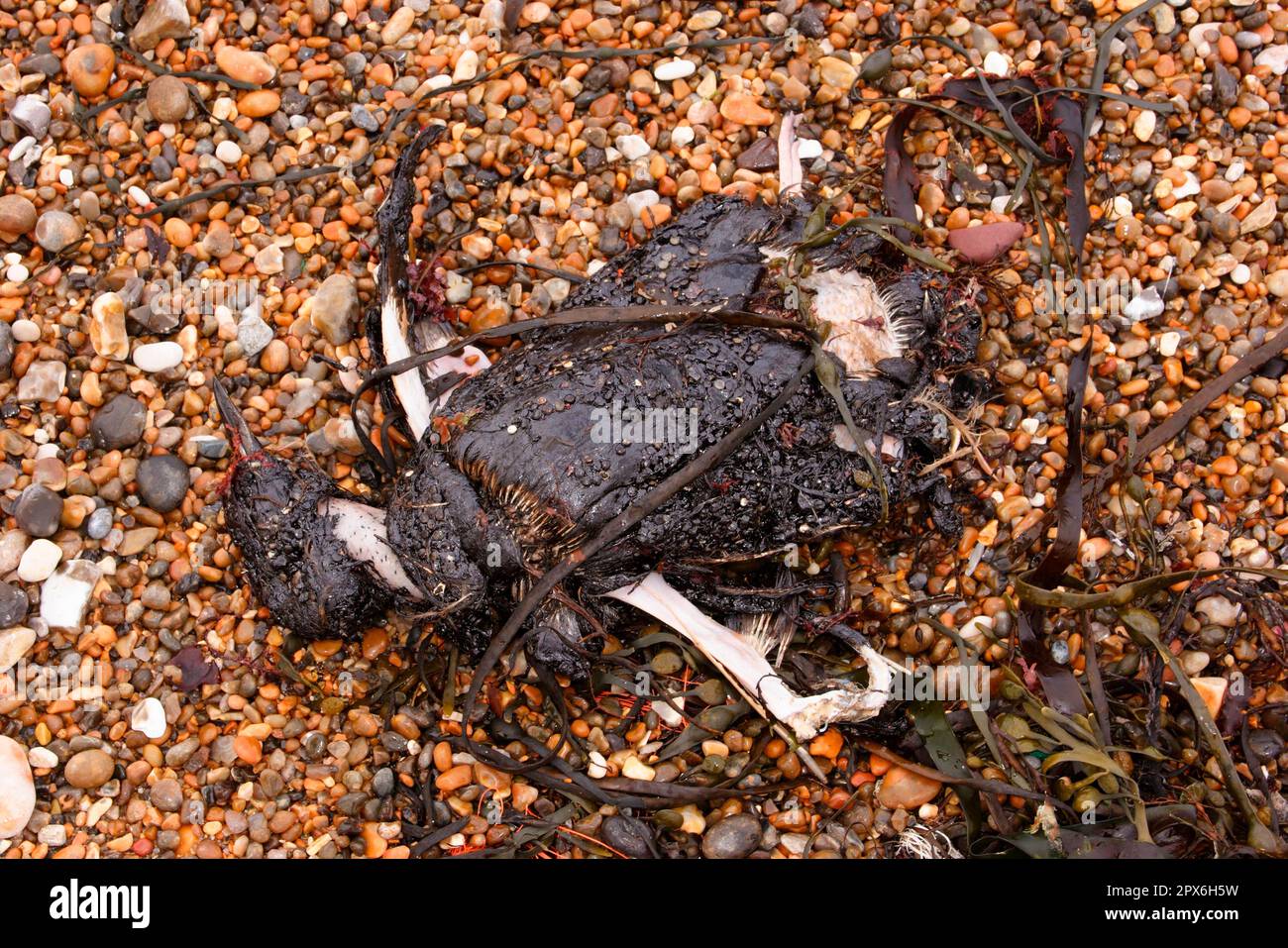 Guillemot común (Uria aalge) cadáver muerto, engrasado lavado en la playa, Chesil Beach, Dorset, Inglaterra, Reino Unido Foto de stock
