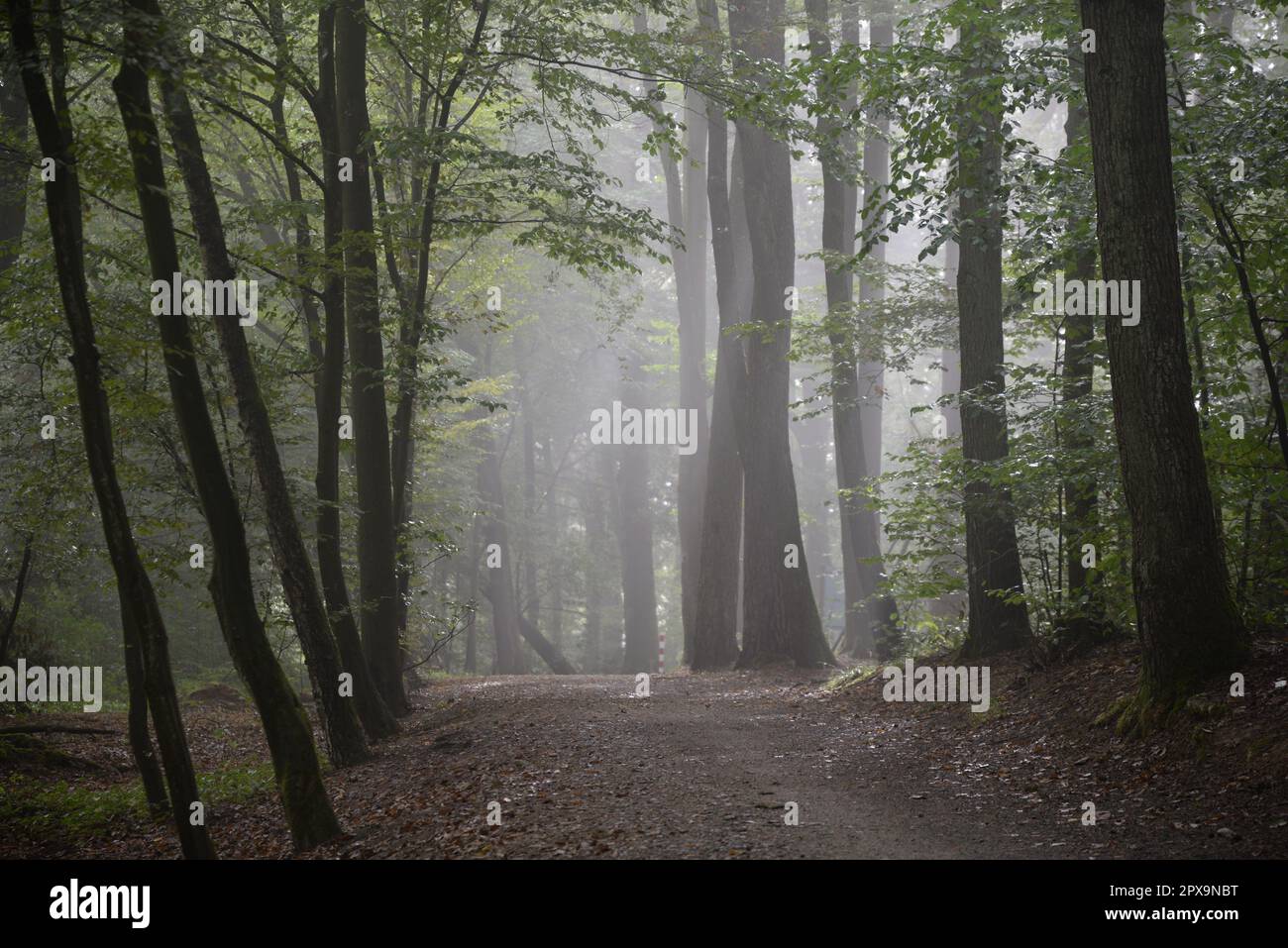 Morgennebel, Wald, nebel, morgen, waldweg, forstweg, natur, neblig, baum, bäume, weg, morgens, wetter, sommer Foto de stock