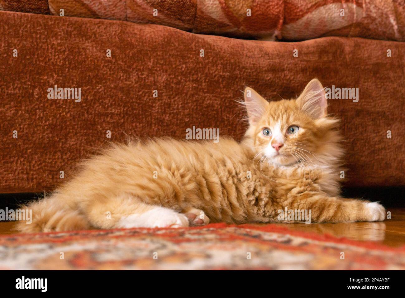 Retrato de increíble jengibre naranja mullido gato mestizo de pelo largo  gatito pussycat acostado en el piso cerca del sofá marrón en casa, posando.  Animal life, pet, pet ad Fotografía de stock -
