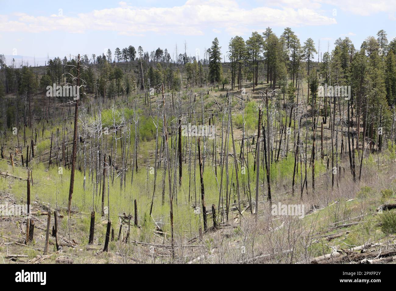 Árboles quemados en el Bosque Nacional Kaibab después de un incendio forestal Foto de stock