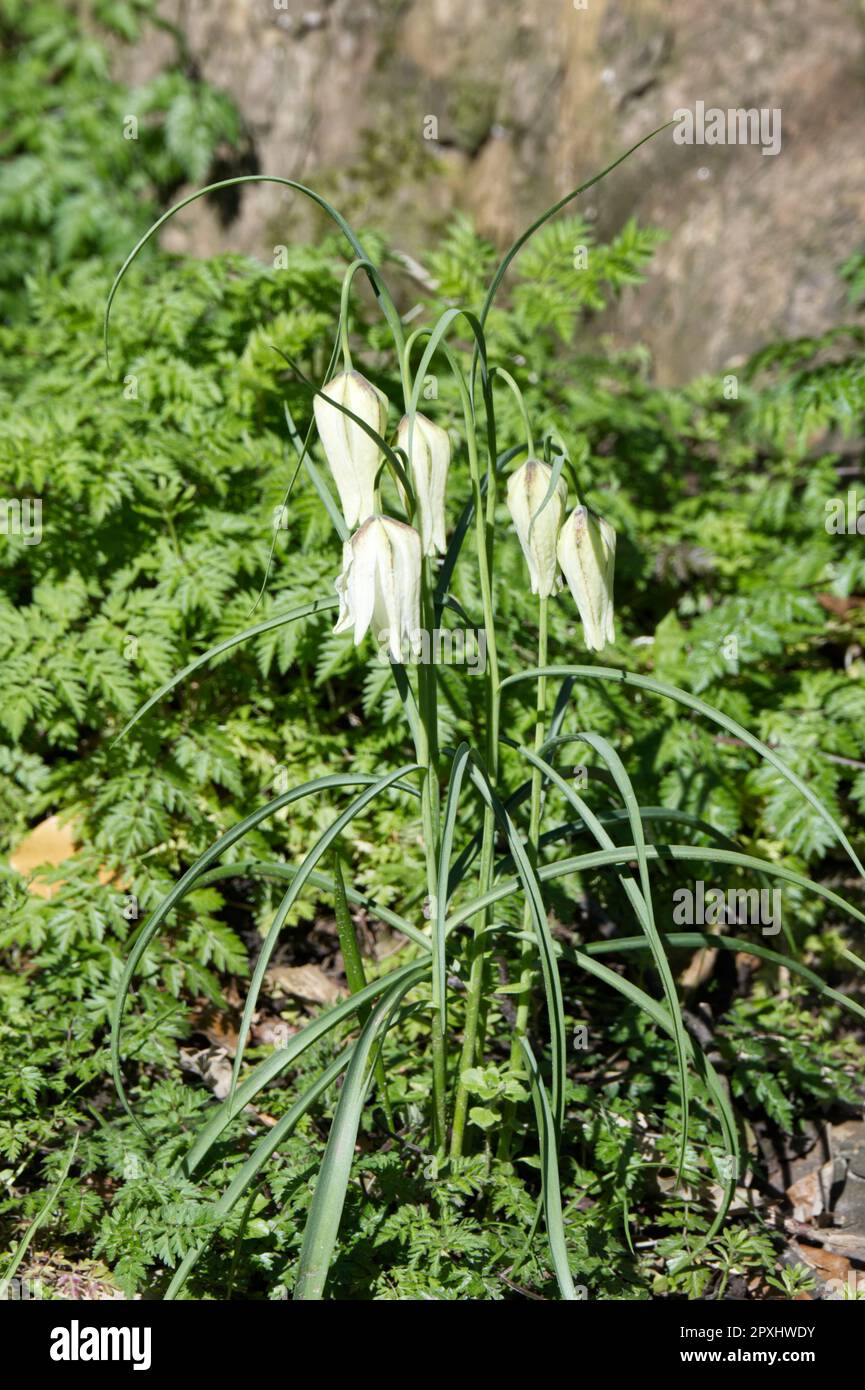 Flores primaverales blancas de fritillario cabeza de serpiente, Fritillaria meleagris alba, entre perejil de vaca, Anthriscus sylvestris, follaje en el jardín del Reino Unido abril Foto de stock