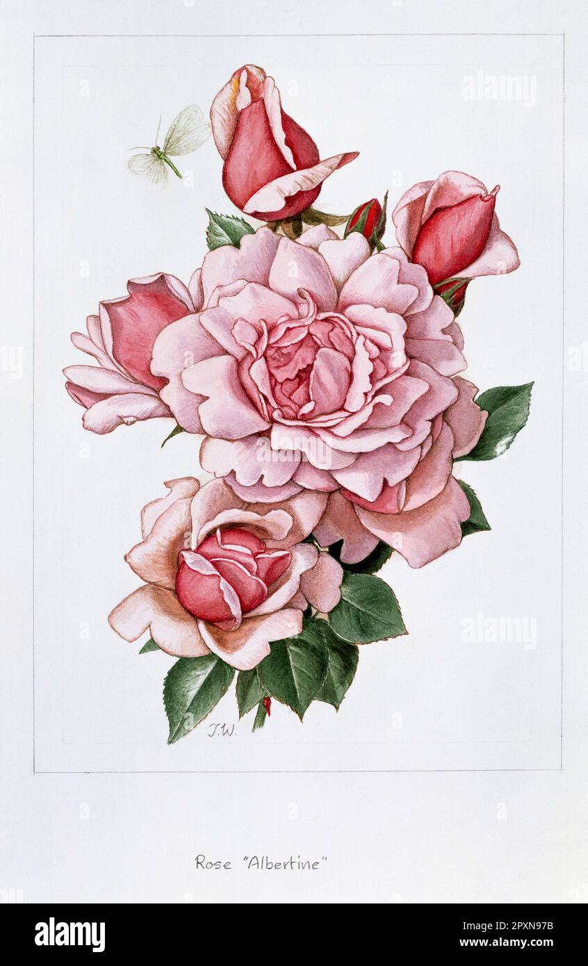 Gráfico. Acuarela de rosas rosadas. 'Albertine'. Foto de stock
