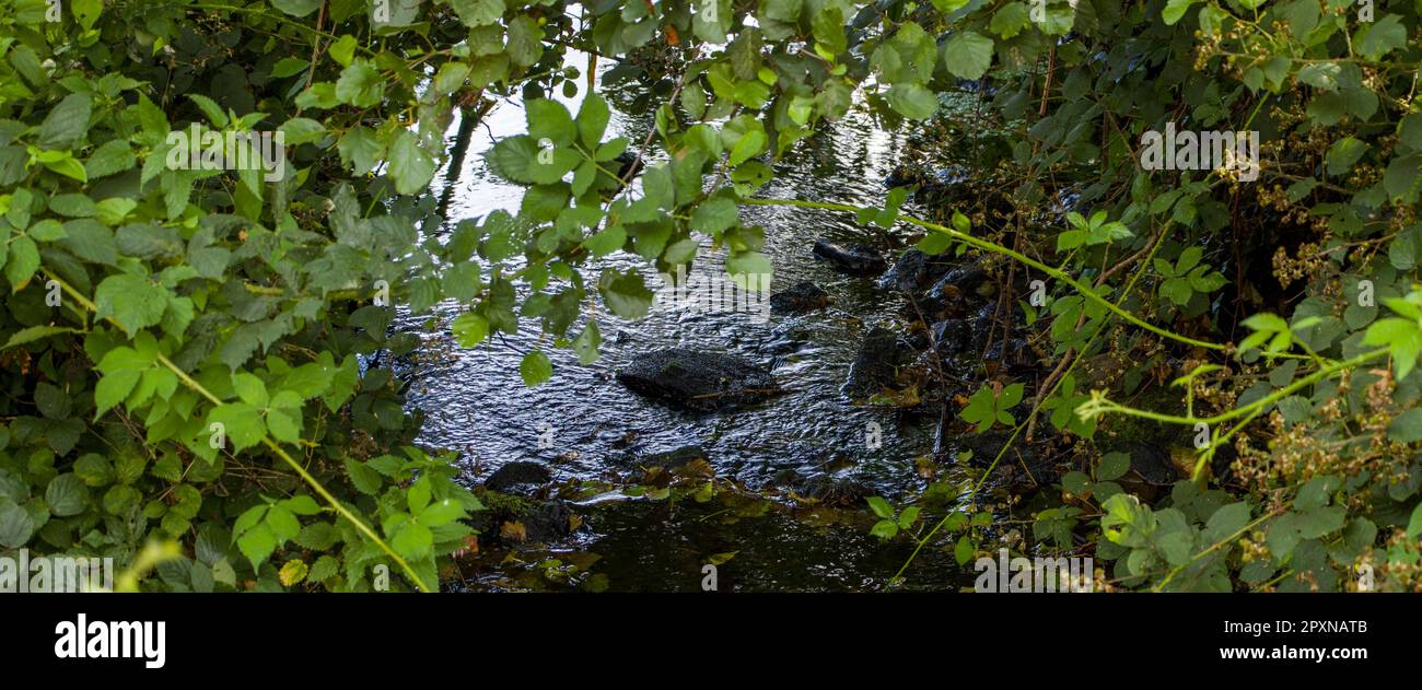El arroyo está escondido en los matorrales de plantas, paisaje. Piedras