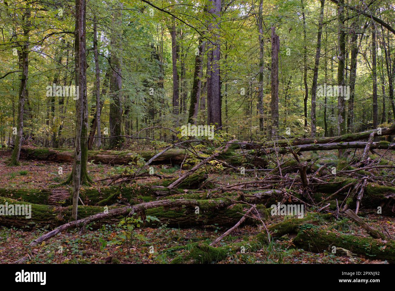 Rotura de árboles en el bosque deciduo natural otoñal, El bosque de Bialowieza, Polonia, Europa