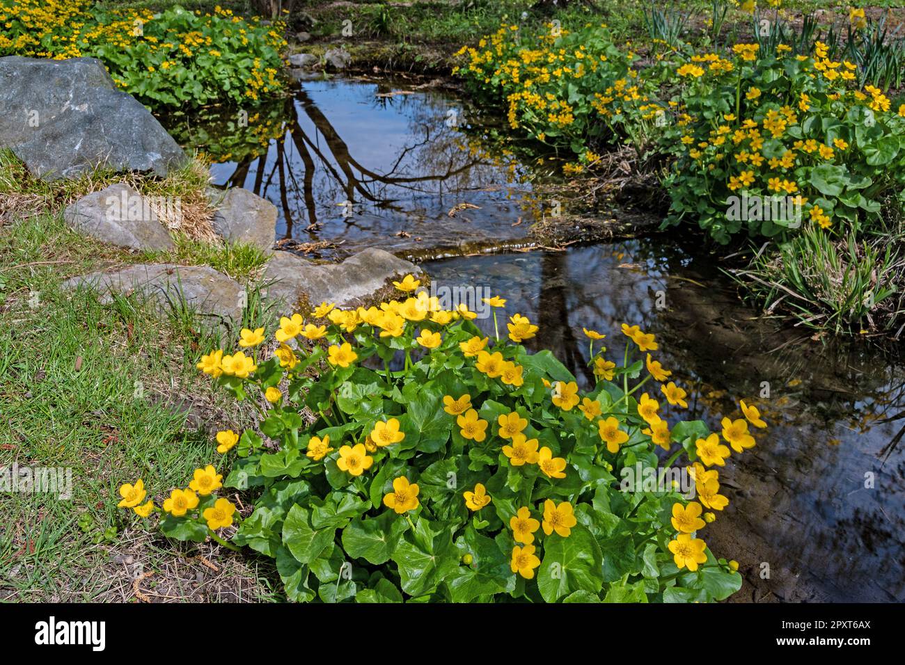 Arroyo con un mar de flores verdes adornando sus orillas, en el Parque de los Sentidos Foto de stock
