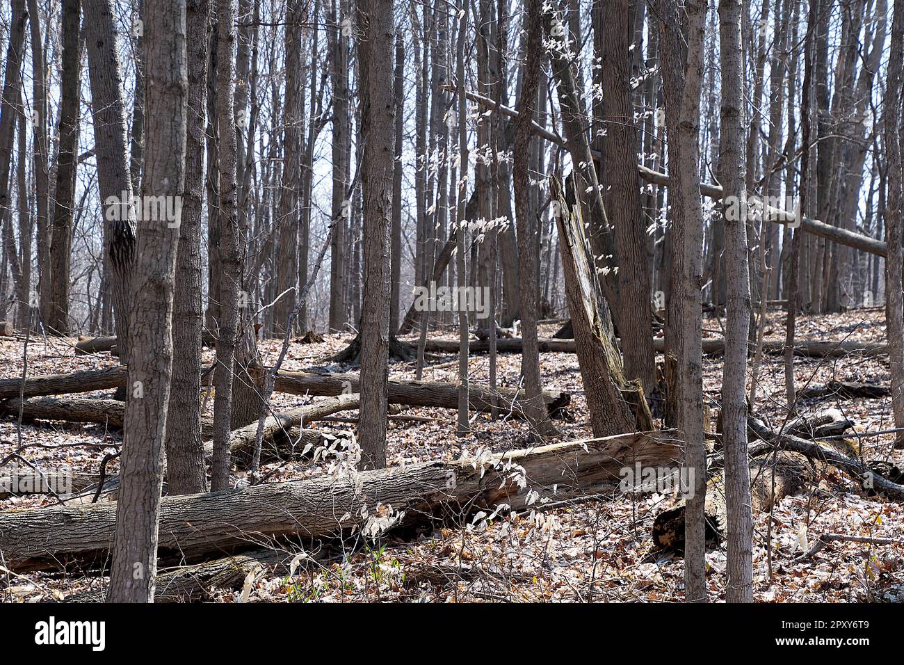 Árboles desnudos y troncos de árboles caídos en un bosque de primavera Foto de stock