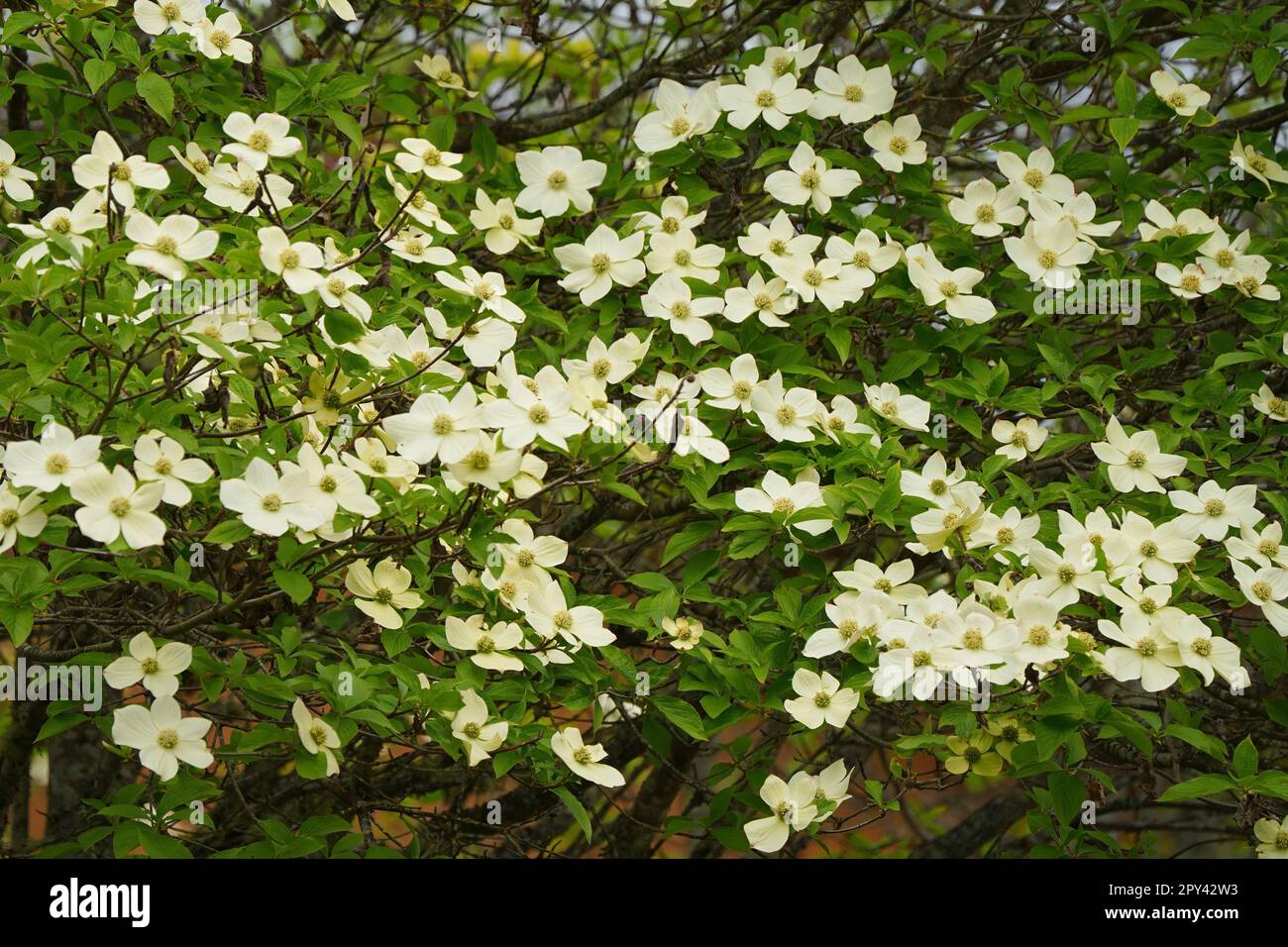 Un árbol de dogwood en Brentwood Bay, B.C. Foto de stock