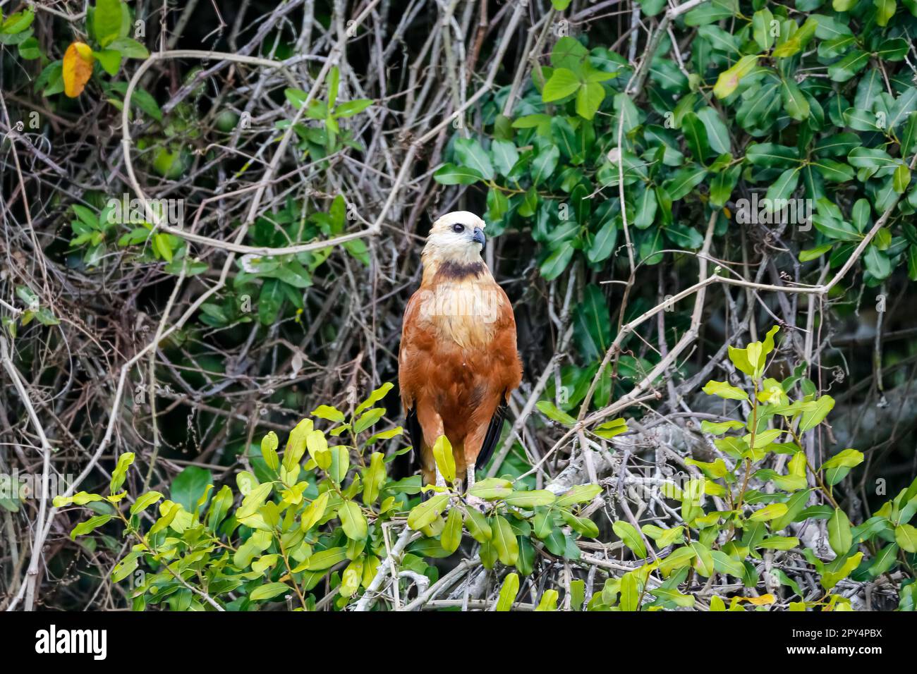 Primer plano de un halcón de cuello negro posado en una rama sobre fondo verde, mirando a la derecha, Pantanal Wetlands, Mato Grosso, Brasil Foto de stock