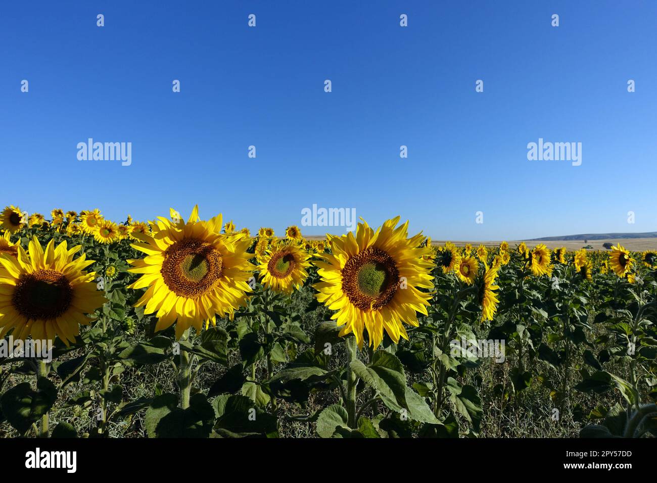 campos plantados con girasoles en clima continental, miles de girasoles de flores amarillas Foto de stock