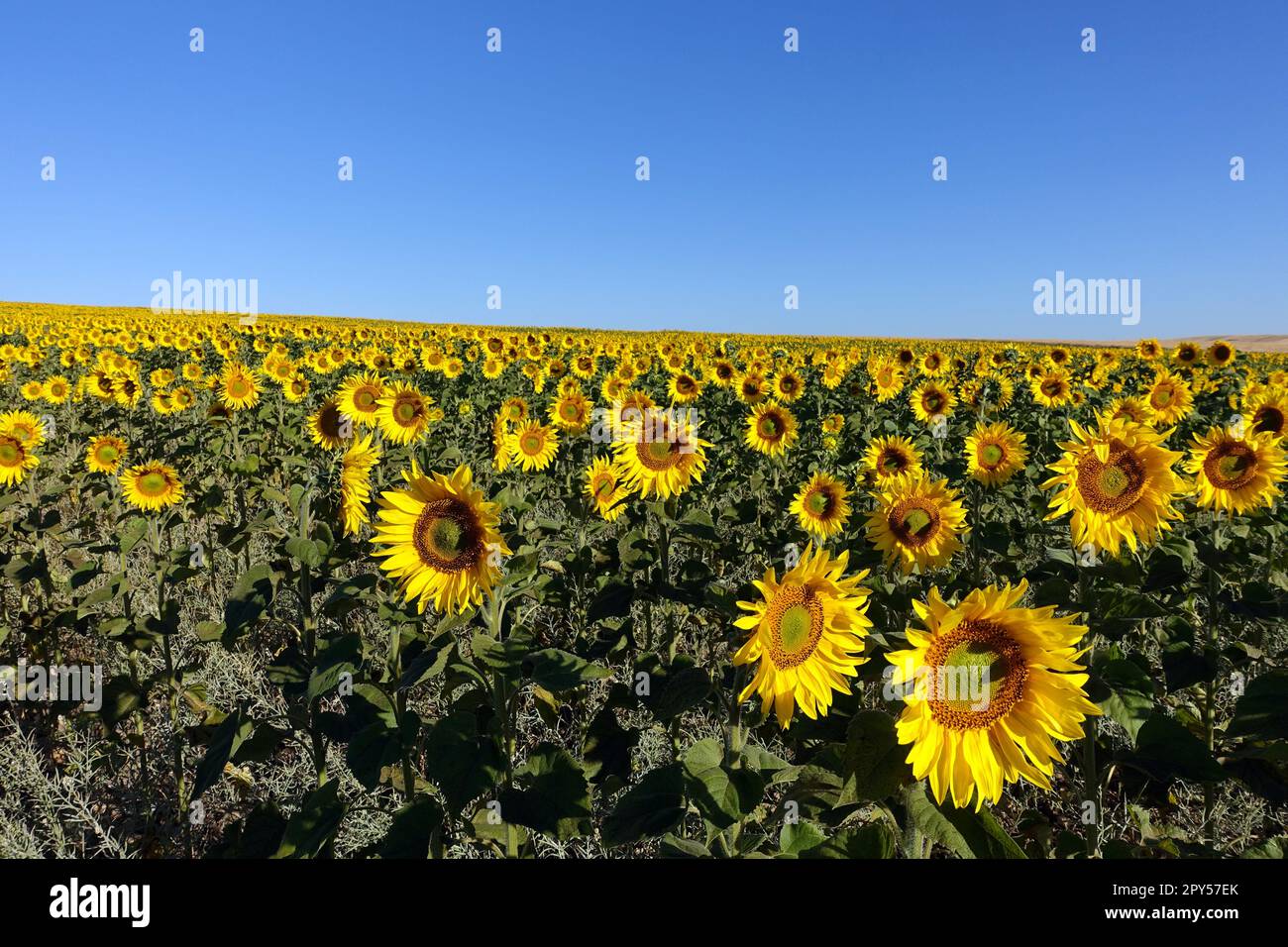 campos plantados con girasoles en clima continental, miles de girasoles de flores amarillas Foto de stock