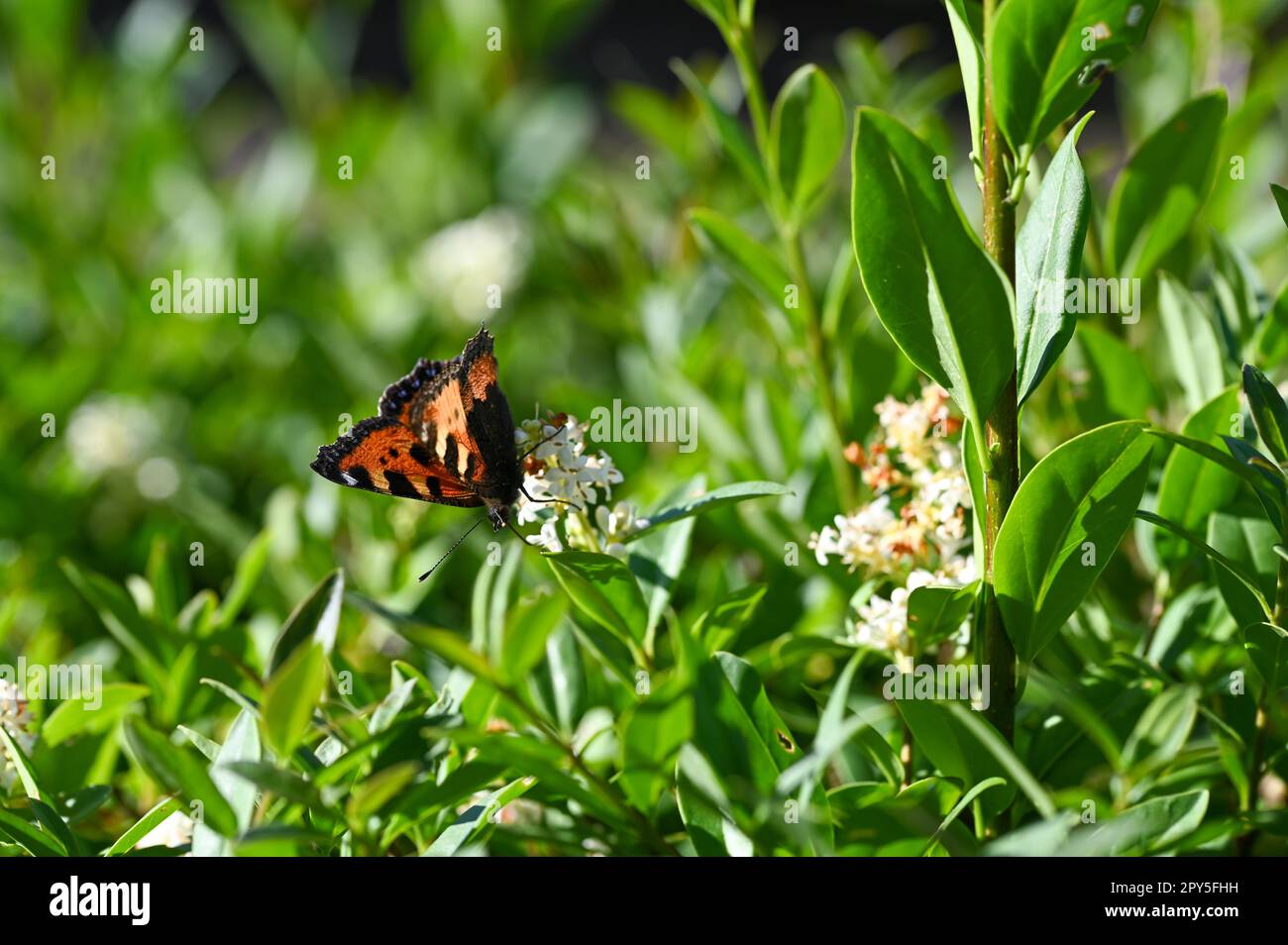 Pequeña mariposa de carey en la planta en la naturaleza Foto de stock