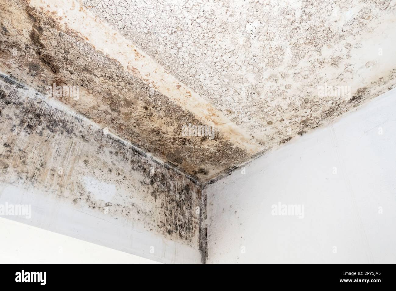 Moho fungicida Aspergillus que crece en la pared blanca de la habitación  Fotografía de stock - Alamy