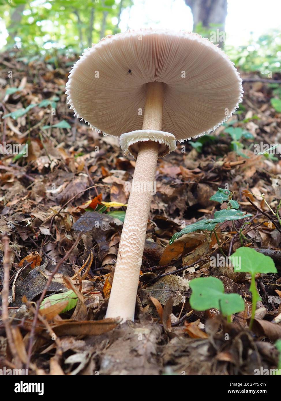 El hongo parasol Macrolepiota procera es una especie de hongos de la familia de los champiñones. Los cuerpos de la fruta tienen forma de tapón, son centrales. Saprotroph, crece en suelos arenosos en bosques ligeros en glades y bordes Foto de stock