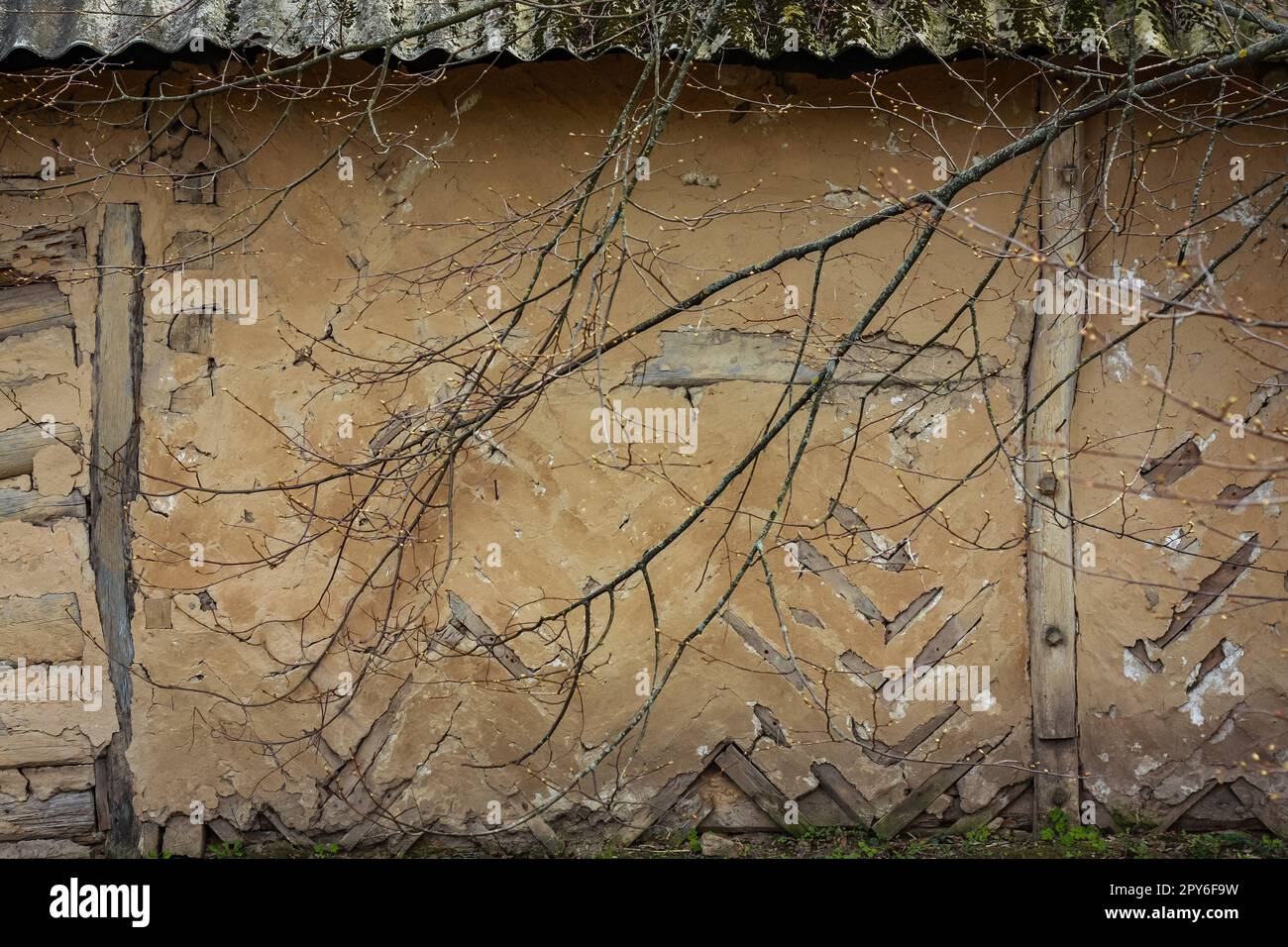 Cierre la vieja pared exterior dañada de la casa y las ramas cubiertas concepto foto Foto de stock