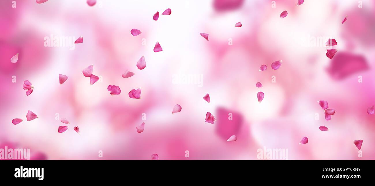Fondo rosa abstracto con pétalos flotantes Foto de stock
