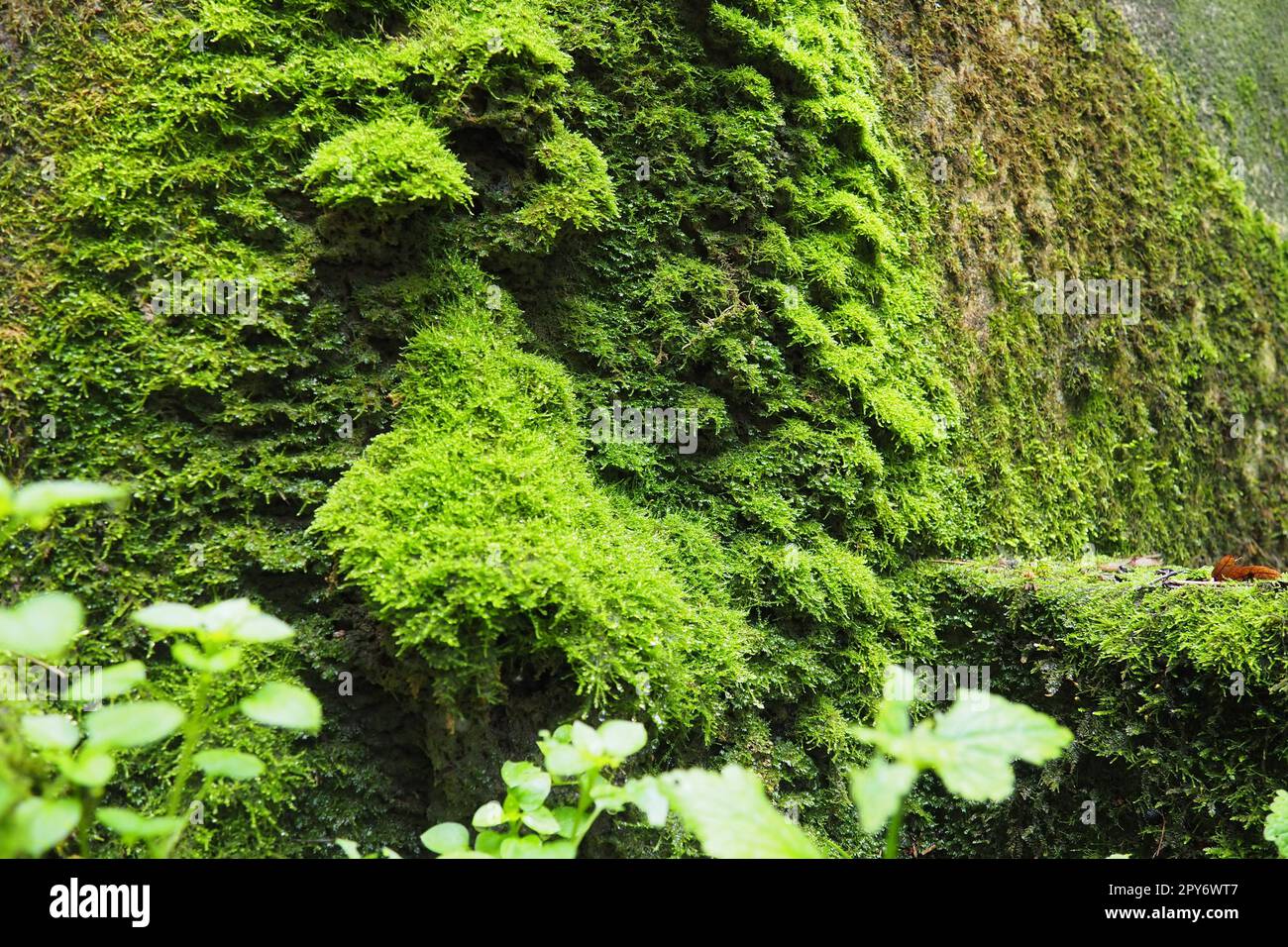 Banja Koviljaca, Loznica, Serbia. Ruinas de un edificio. Pared húmeda de roca o hormigón cubierta con musgo verde brillante. Briofitos, o musgos, Musgos reales, Bryophyta, departamento de plantas superiores Foto de stock