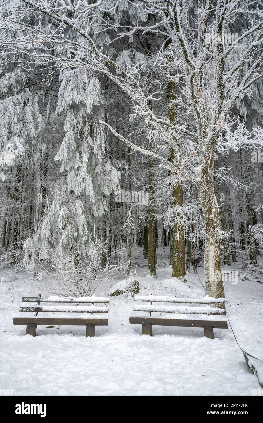 Dos bancos de madera frente al bosque durante el invierno con mucha nieve Foto de stock