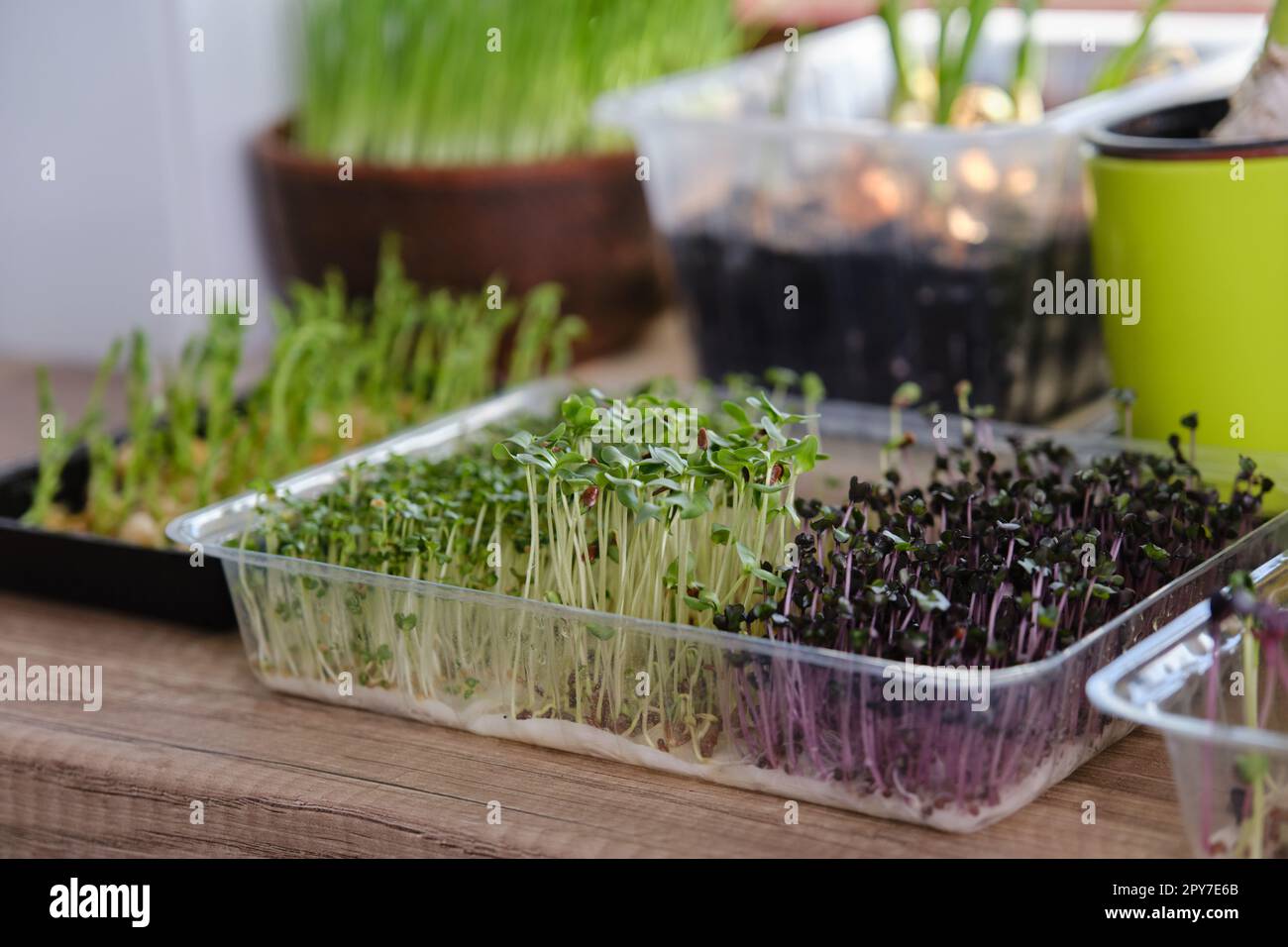 Crecer diferentes microverdes y cebollas verdes en el alféizar de la ventana en casa bajo la luz del sol. Foto de stock
