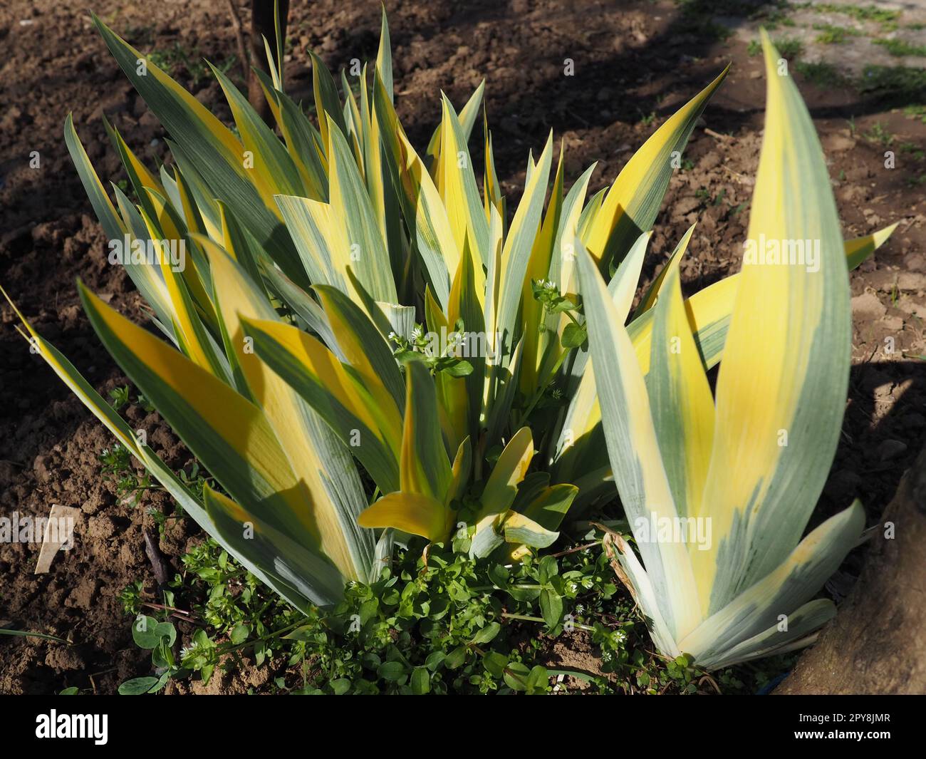 Cierre de hojas rayadas de color amarillo-verde. Iris en el jardín. Género de plantas de rizoma perennes de la familia Iris. Hojas de rayas largas verdes amarillas. Fondo floral. Jardinería. Foto de stock