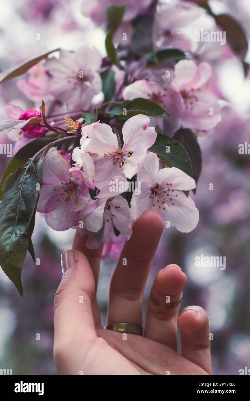 Cierre la mano femenina tocando flores de cerezo en la foto de concepto de flor completa Foto de stock