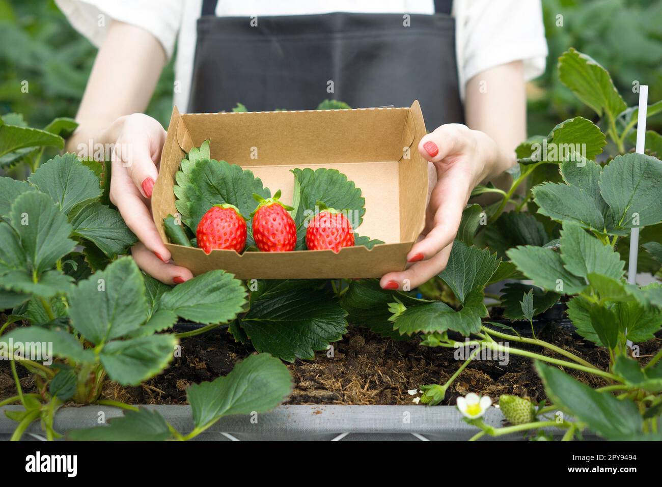 Fresas japonesas recogidas frescas del jardín. Sabor fragante, dulce, grande, jugoso, satisfactorio mientras visita la granja interior. Foto de stock